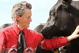 Temple Grandin, a light-skinned woman wearing a bright pink jacket pets a dark brown horse